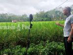 Kepala-Desa-murung-ilung-balangan-Syahroni-menunjukkan-lahan-pertanian-12032023.jpg