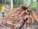 Kepala-KPH-Kusan-kabupaten-tanbu-kalsel-A-Raihanor-periksa-kayu-sitaan-Selasa-23082022.jpg