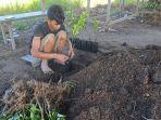 Khairuddin-mengolah-bibit-jeruk-manis-di-Desa-Sungai-Kambat.jpg