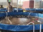 Kolam-Bioflok-bantuan-CR-Hasnur-yang-diserahkan-Polda-Kalsel.jpg