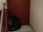 MACAN-TUTUL-MASUK-HOTEL-Seekor-macan-tuts.jpg
