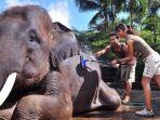 Mason-Elephant-Park1.jpg