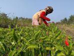 Masra-petani-cabai-hiyung-di-Desa-Hiyung-Kecamatan-Tapin-Tengah.jpg