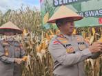 Ada Jeda Pengolahan Lahan, Petani Jagung di Balangan Ini Panen Dua Kali Dalam Setahun