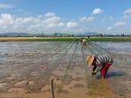 PETANI-di-Pelaihari-sibuk-bercocok-tanam-padi-Foto-diambil-beberapa-waktu-silam.jpg