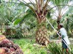 Panen-buah-kelapa-sawit-di-Kabupaten-Tanah-Laut-tala-kalsel-rabu-25012023.jpg