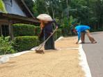 Panen-padi-di-hsu-november.jpg
