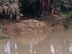 Penampakan-buaya-yang-terlihat-di-tepi-Sungai-Negara.jpg