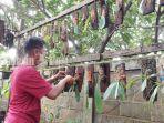 Penangkar-anggrek-Jauhari-Alamsyah-di-Angsau-Pelaihari-Kabupaten-Tanah-Laut-Minggu-05022023.jpg
