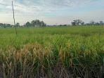 Persawahan-padi-di-abupaten-Hulu-Sungai-Selatan-HSS-kalsel-11092022.jpg