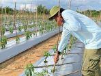 Petani-cabai-hijau-di-Banjarbaru-keluhkan-pupuk.jpg