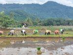 Petani-di-Desa-Nalui-Kecamatan-Jaro-Kabupaten-Tabalong-mulai-tanam-padi-di-sawah.jpg