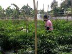 Petani-di-Kotabaru-sukses-kembangkan-tanaman-cabai.jpg