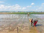 Petani-di-Tambakhalaban-Bramban-Kecamatan-Pelaihari-Kabupaten-Tanah-Laut-kamis-16112023.jpg