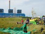 Petani-di-sekitar-PLTU-Indramayu.jpg