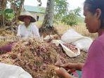 Petani-panen-bawang-merah-di-Desa-Harapan-Masa-Tapin-kalsel-Rabu-22062022.jpg