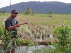 Petani-sawah-di-Desa-Sungailimau-Kotabaru-targetkan-musim-tanam-pertama-di-bulan-Februari.jpg