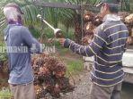 Petani-sawit-Lukman-kaus-hitam-putih-sedang-panen-di-Jalan-AMD-Desa-Sungai-Bamban1.jpg