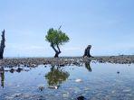 Pohon-perapat-yang-bisa-jadi-ikon-berswafoto-di-Wisata-Angin-Pantaiss.jpg