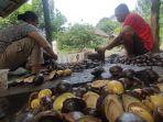 Proses-pemisahan-cangkang-jengkol-dengan-isinya-di-Desa-Langkang-Baru.jpg