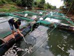 Ribuan-ikan-Petani-jala-apung-di-Desa-Mali-Mali-mati.jpg