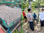 Ribuan-ikan-mati-di-dalam-jala-apung-Desa-Mali-mali-Kabupaten-Banjar-kalsel-Senin-05062023.jpg