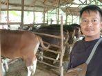 SALAH-seorang-pengurus-LDII-Tala-nengecek-sapi-kurban.jpg
