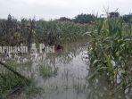 SEBAGIAN-tanaman-petani-di-Benua-Tengah-yang-berada-dekat-sungai-122.jpg