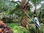 SEORANG-petani-di-Tala-sibuk-memanen-buah-sawitnya-beberapa-waktu-lalu112.jpg