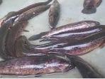 Saat-ini-harga-ikan-gabus-ini-Rp-55-ribukg.jpg