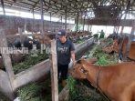 Salah-satu-kandang-sapi-di-Kabupaten-Balangan-Provinsi-kalsel-06072022.jpg