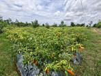 Salah-satu-kebun-cabai-di-Jalan-Pondok-Mangga.jpg