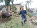 Sapi-kurban-bantuan-Majelis-Taklim-Halaby-untuk-hewan-kurban-di-momen-Idul-Adha-1445-H2024.jpg