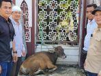 Sapi-kurban-dari-Banjarmasin-Post-untuk-panitia-Idul-Adha-Masjid-Hasanuddin-Madjedi-28062023.jpg