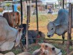 Pembeli Sapi untuk Kurban Disarankan Minta Surat Keterangan Kesehatan Hewan pada Penjual
