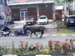 Seekor-kerbau-lepas-dan-berlari-di-Jalan-Ahmad-Yani.jpg