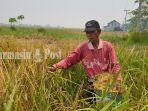 Seorang-petani-panen-padi-di-Kecamatan-Sungai-Bamban-Kecamatan-Rantau-Badauh112.jpg