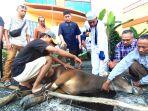 Suasana-pemotongan-hewan-kurban-di-PWI-Kalsel-Idul-Adha-1446-H.jpg