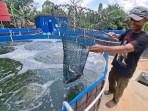 Supriadi-pengelola-budidaya-nila-sistem-bioflok-di-Desa-Bekambit-Asri.jpg