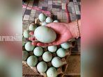 Telur-itik-Alabio-di-Kabupaten-Hulu-Sungai-Utara-HSU-kalsel-03092022.jpg