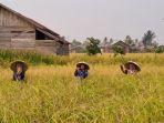 Tiga-petani-perempuan-sedang-memetik-bulir-padi-yang-masak-di-Kelurahan-Lepasan.jpg