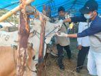 Tim-Kesehatan-Periksa-Sapi-Yang-Dijual-Pedagang-Sapi-di-Jalan-Raya-Batulicin.jpg