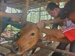 Vaksin-pencegahan-PMK-terhadap-sapi.jpg
