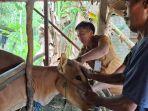 Vaksinasi-pada-sapi-di-Desa-Pulau-Damar-Kecamatan-Banjangss.jpg