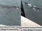 Viral-kemunculan-buaya-berukuran-besar-di-Perairan-Tanjung-Batu-Karingau-Balikpapan.jpg