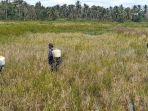 Warga-menyemprotkan-insektisida-sebagai-cairan-pengendalian-hama-tungro-2.jpg