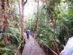 Wisata-Kalsel-pepohonan-hutan-tropis-di-PT-Jorong-Barutama-Greston-Swarangan-tala-24112023.jpg