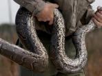 afrika-python-utara-di-florida-everglades.jpg