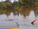 ampak-kemunculan-buaya-berukuran-besar-di-Sungai-Sangatta-Kutai-Timur.jpg