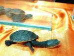 anak-kura-kura-langka_20160222_193411.jpg